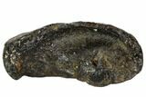 Fossil Whale Ear Bone - Miocene #109254-1